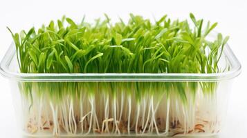 AI generated Young edible sprouts in a clear container, symbol of health food. Fresh microgreens. On a white background. Concept of healthy eating, urban gardening, sustainable food, plant growth photo