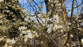 Cherry blossom spring photo