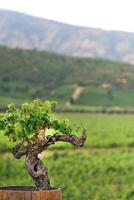 landscapes and details of beautiful Chilean vineyards photo