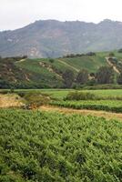 landscapes and details of beautiful Chilean vineyards photo