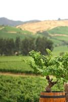 landscapes and details of beautiful Chilean vineyards photo