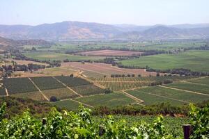 landscapes and details of beautiful Chilean vineyards photo