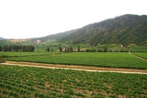 landscapes and details of beautiful Chilean vineyards photo