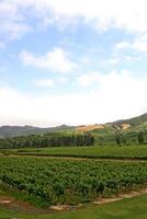 landscapes and details of beautiful Chilean vineyards photo