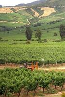 landscapes and details of beautiful Chilean vineyards photo