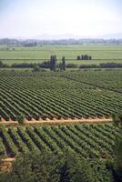 landscapes and details of beautiful Chilean vineyards photo