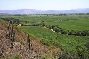 landscapes and details of beautiful Chilean vineyards photo