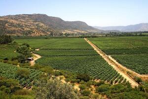 landscapes and details of beautiful Chilean vineyards photo