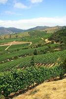 landscapes and details of beautiful Chilean vineyards photo