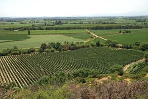 landscapes and details of beautiful Chilean vineyards photo