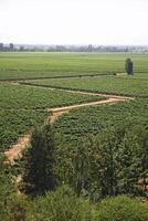 landscapes and details of beautiful Chilean vineyards photo