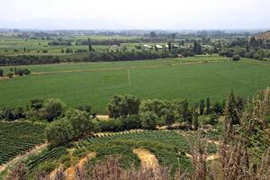 landscapes and details of beautiful Chilean vineyards photo