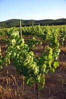 landscapes and details of the beautiful vineyards of Chile photo