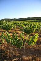 landscapes and details of the beautiful vineyards of Chile photo