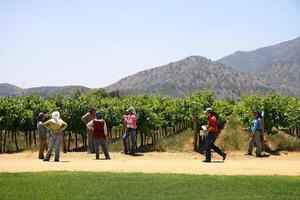 landscapes and details of the beautiful vineyards of Chile photo