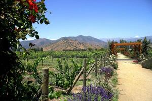 landscapes and details of the beautiful vineyards of Chile photo