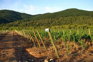 landscapes and details of the beautiful vineyards of Chile photo