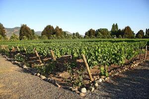 landscapes and details of the beautiful vineyards of Chile photo