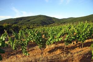 landscapes and details of the beautiful vineyards of Chile photo