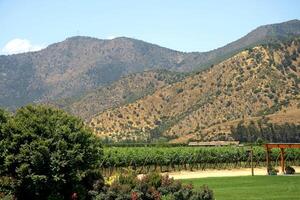 landscapes and details of the beautiful vineyards of Chile photo