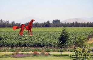 landscapes and details of the beautiful vineyards of Chile photo