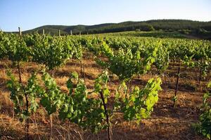 landscapes and details of the beautiful vineyards of Chile photo