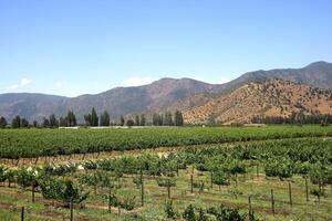 landscapes and details of the beautiful vineyards of Chile photo