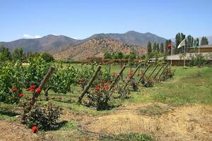 landscapes and details of the beautiful vineyards of Chile photo