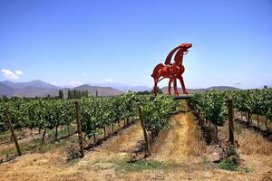 landscapes and details of the beautiful vineyards of Chile photo