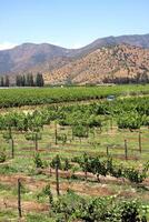 landscapes and details of the beautiful vineyards of Chile photo
