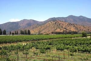 landscapes and details of the beautiful vineyards of Chile photo