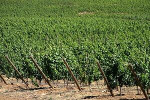 landscapes and details of the beautiful Chilean vineyards photo