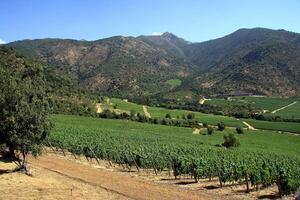 landscapes and details of the beautiful Chilean vineyards photo