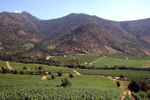 landscapes and details of the beautiful Chilean vineyards photo