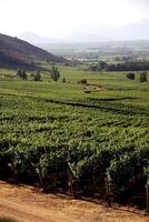 landscapes and details of the beautiful Chilean vineyards photo