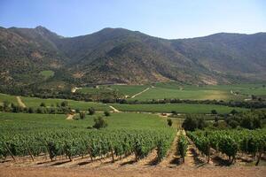 landscapes and details of the beautiful Chilean vineyards photo