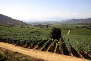 landscapes and details of the beautiful Chilean vineyards photo