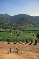 landscapes and details of the beautiful Chilean vineyards photo