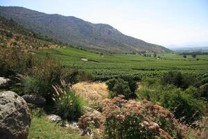 landscapes and details of the beautiful Chilean vineyards photo