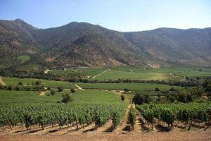 landscapes and details of the beautiful Chilean vineyards photo