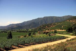 landscapes and details of the beautiful Chilean vineyards photo