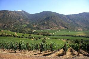 landscapes and details of the beautiful Chilean vineyards photo