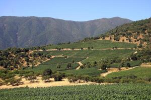 landscapes and details of the beautiful Chilean vineyards photo