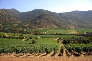 landscapes and details of the beautiful Chilean vineyards photo