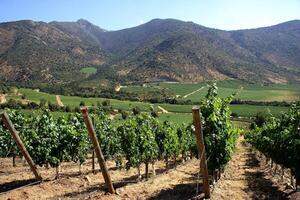 landscapes and details of the beautiful Chilean vineyards photo