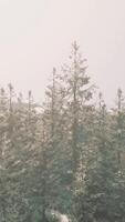 A snowy landscape with pine trees video