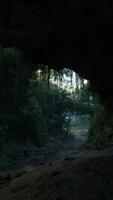 A serene pathway through a lush forest tunnel in New Zealand video