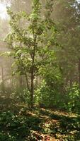 Sun rays flowing through the tree trunks of the evergreen forest video