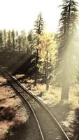 Worn-out train tracks traversing a thicket of fir trees at dusk video