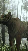 colossal Bengal tiger stalks its prey in a bamboo grove basking in the sunbeams video